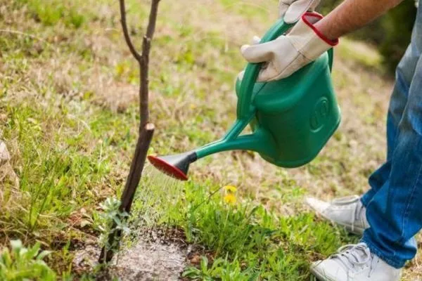 полив хурмы Гора Говерла