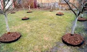 Полив и мульчирование яблони Орловим8