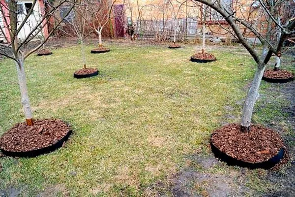 Полив и мульчирование яблони Орловим8