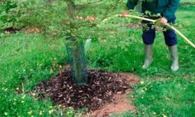 Полив и удобрение яблони Солнышко13