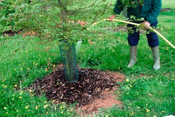 Полив и удобрение яблони Солнышко13