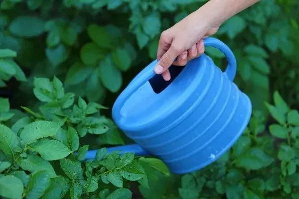 полив картофеля Иван-да-Марья