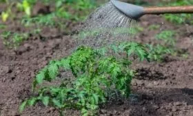 полив картофеля Лабелла