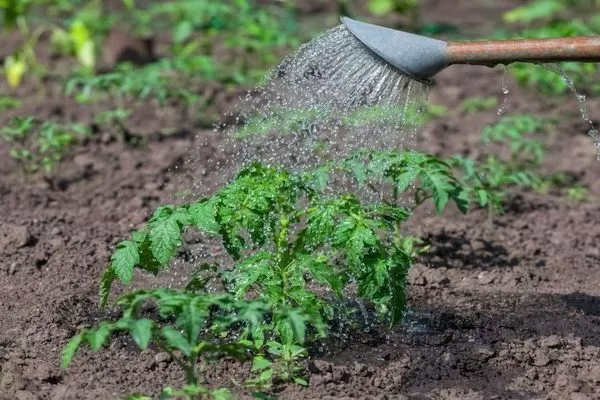 полив картофеля Лабелла