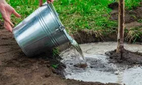 Полив Коричное полосатое