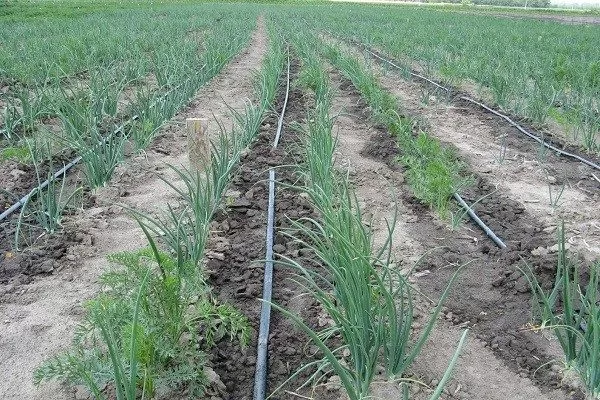 уход за луком Классика