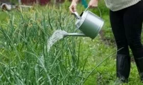 полив лука Сибирь