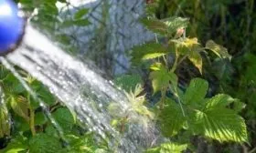 полив малины Пересвет