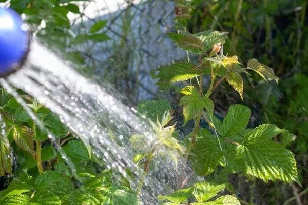 полив малины Пересвет