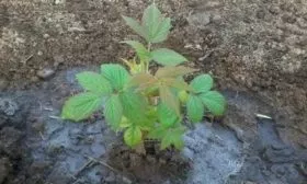 полив малины Поклон Казакову