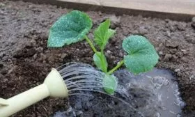 полив огурцов сорта Алтай