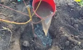 полив персика Пушистый ранний