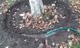 Полив по канавкам Посадка яблоня Орлик