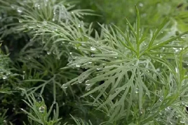 полив укропа Аврора