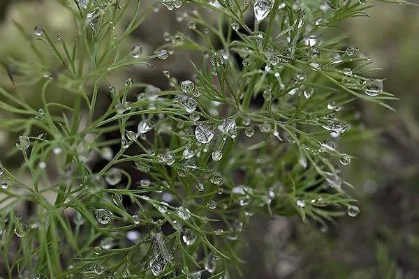 полив укропа Геркулес