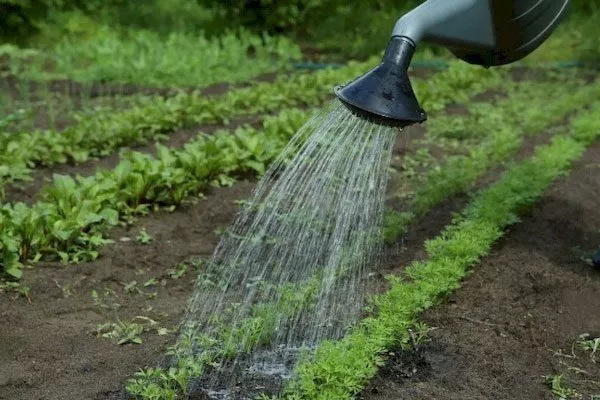 полив укропа Гренадёр