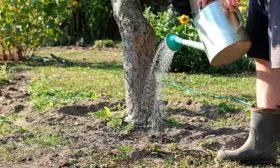 ПОлив яблонb Орловское полосатое8