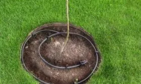 полив яблони Аркадик