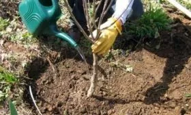 полив яблони Чёрный бриллиант