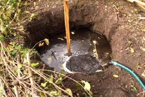 полив яблони Джеромини