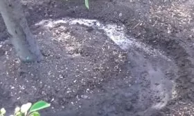 полив яблони Грушовка московская