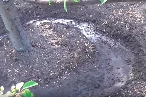 полив яблони Грушовка московская