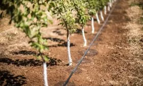 Полив яблони Хелена11