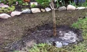 полив яблони Имрус