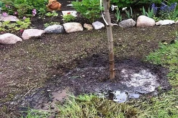 полив яблони Имрус