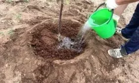 полив яблони Лобо