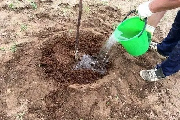 полив яблони Лобо