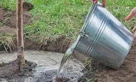 полив яблони Малинка