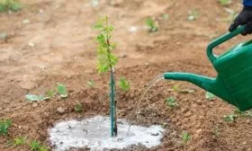 полив яблони Малюха