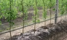 полив яблони Медок