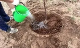 полив яблони Останкино