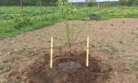 полив яблони Пепин шафранный