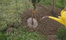 полив яблони Президент