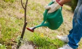 полив яблони Рождественское