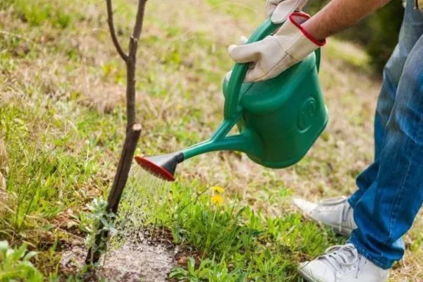 полив яблони Рождественское