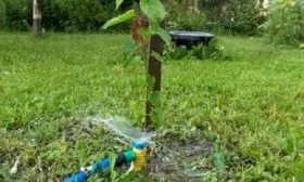 полив яблони Символ