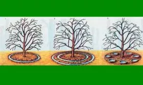 полив яблони Синап Орловский8