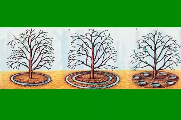 полив яблони Синап Орловский8