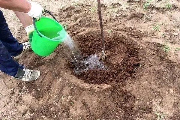 полив яблони сорта Народное