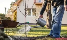 полив яблони сорта Синап северный