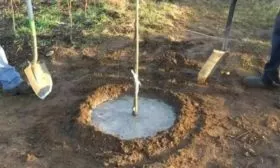 полив яблони Союз