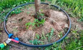 Полив яблони Яблоня Медуница