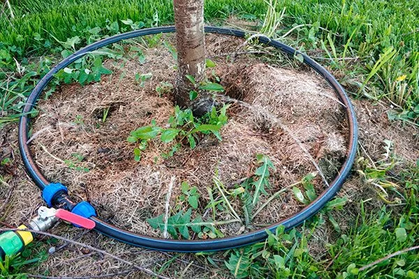 Полив яблони Яблоня Медуница