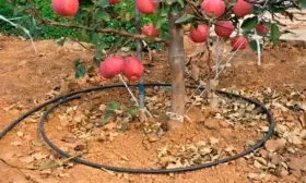 Полив Яблоня Флорина11