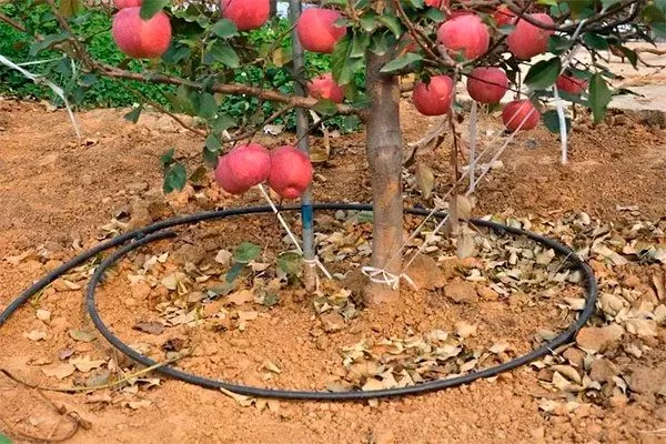 Полив Яблоня Флорина11