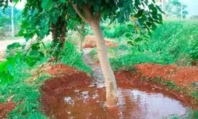 Полив Яблоня Гала21